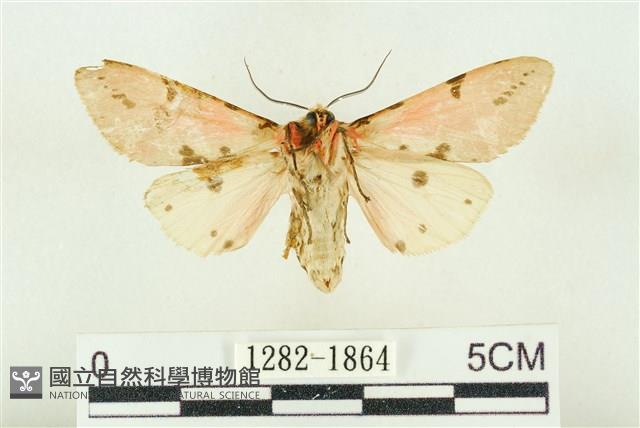 棍棒污燈蛾藏品圖，第2張