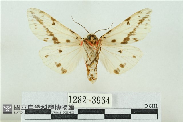 菊池污燈蛾藏品圖，第2張