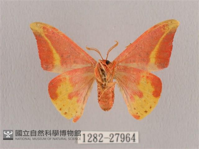 鉛斑帶鉤蛾藏品圖，第2張