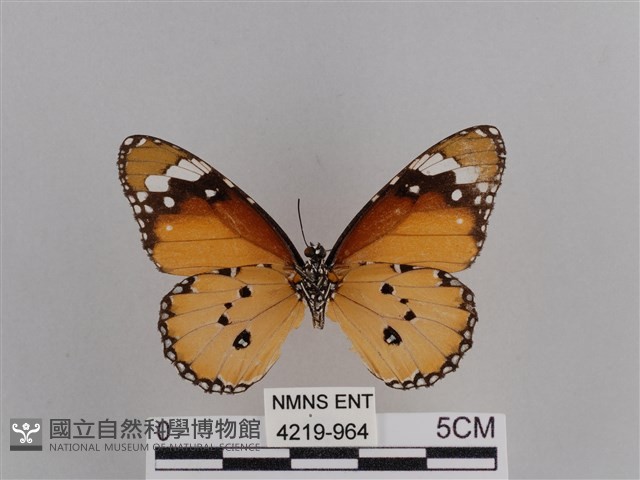 樺斑蝶藏品圖，第2張