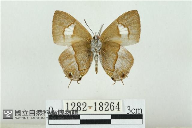 小鑽灰蝶藏品圖，第2張