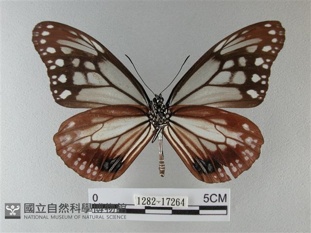 大絹斑蝶藏品圖，第2張