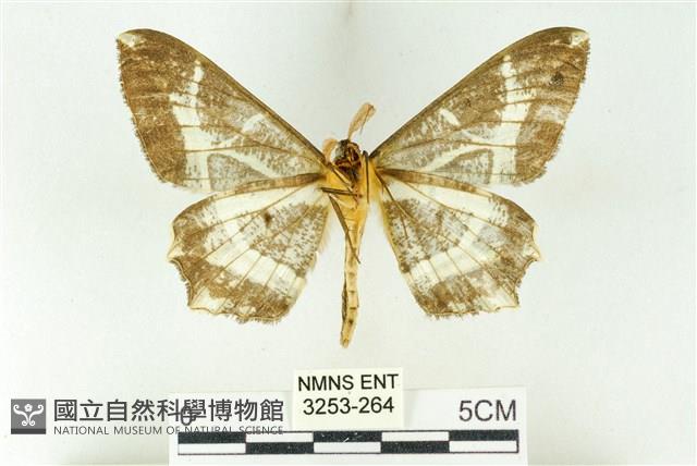 樹形尺蛾藏品圖，第2張