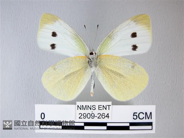 白粉蝶、紋白蝶藏品圖，第2張