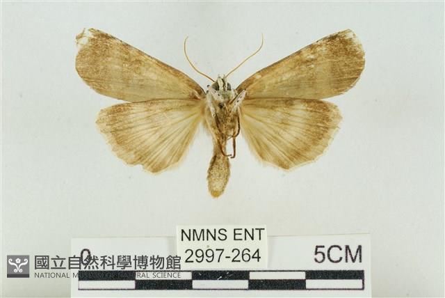 臺洒波紋蛾藏品圖，第2張