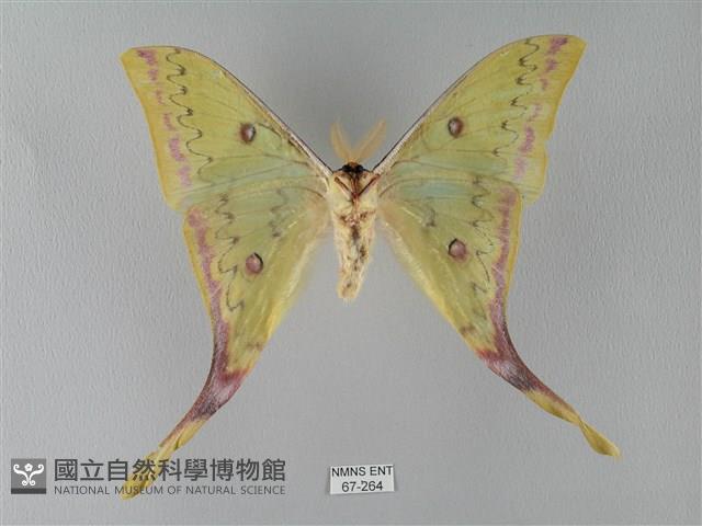 臺灣長尾水青蛾藏品圖，第2張