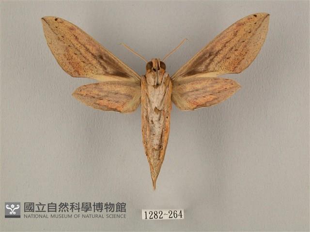 棕綠背線天蛾藏品圖，第2張