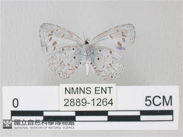 靛色琉灰蝶藏品圖，第2張
