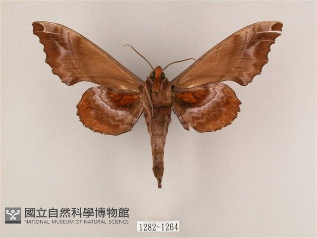 盾天蛾藏品圖，第2張