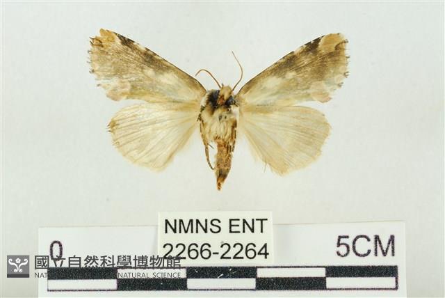 連珠波紋蛾藏品圖，第2張