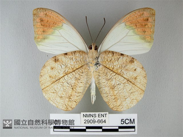 橙端粉蝶、端紅蝶藏品圖，第2張
