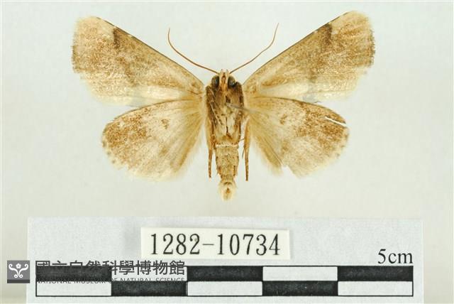 臺灣斑蕊夜蛾藏品圖，第2張