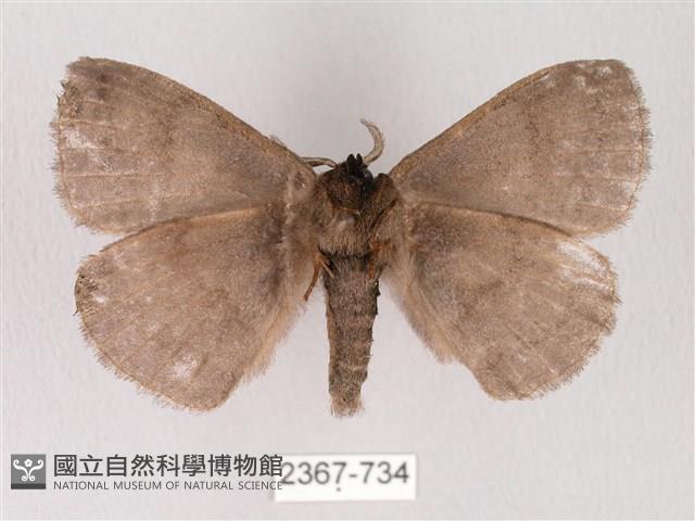 蓬萊灰紋帶蛾藏品圖，第2張