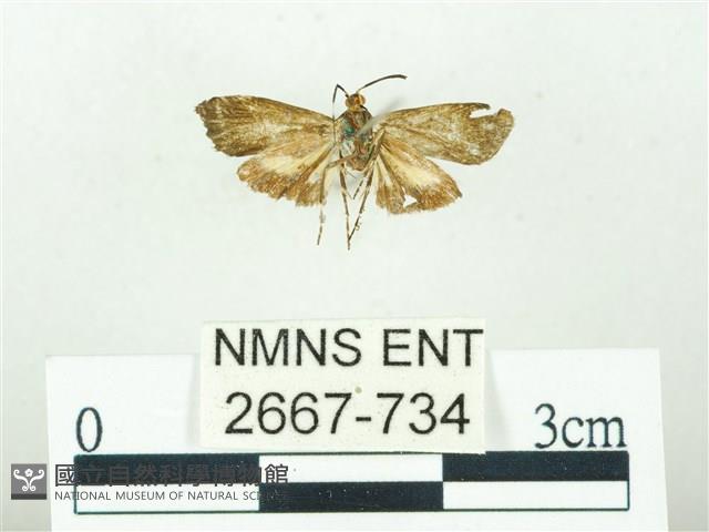 叉紋閃舞蛾藏品圖，第2張