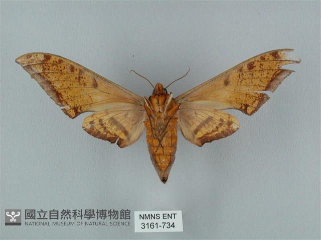 裂斑鷹翅天蛾藏品圖，第2張