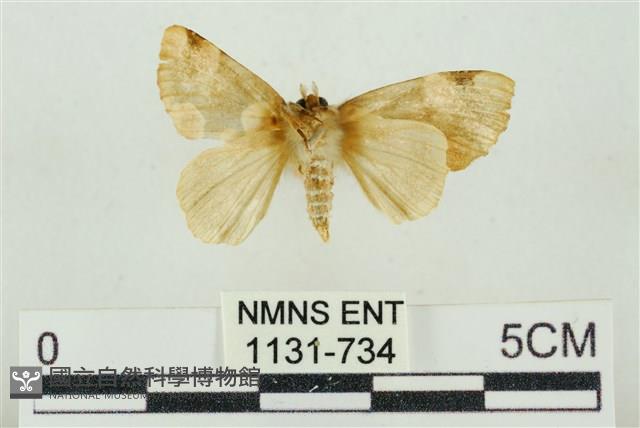 大斑波紋蛾藏品圖，第2張