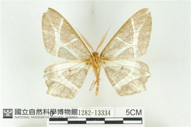 樹形尺蛾藏品圖，第2張