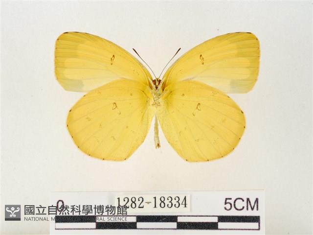 島嶼黃蝶、江崎黃蝶藏品圖，第2張