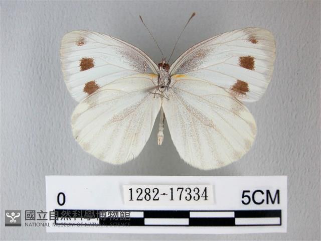 緣點白粉蝶藏品圖，第2張
