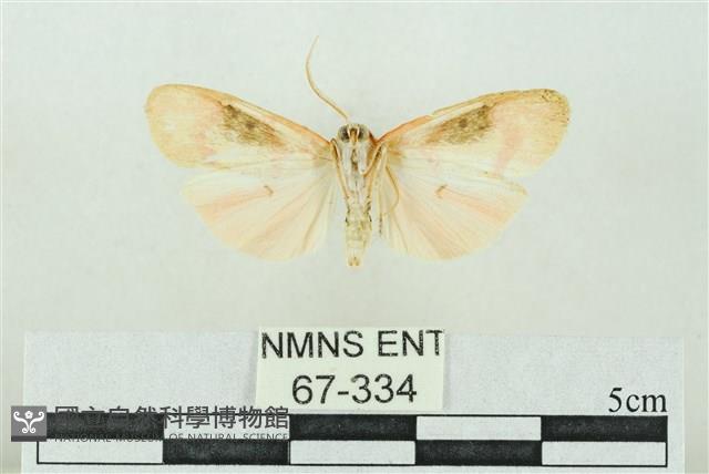 臺雪苔蛾藏品圖，第2張