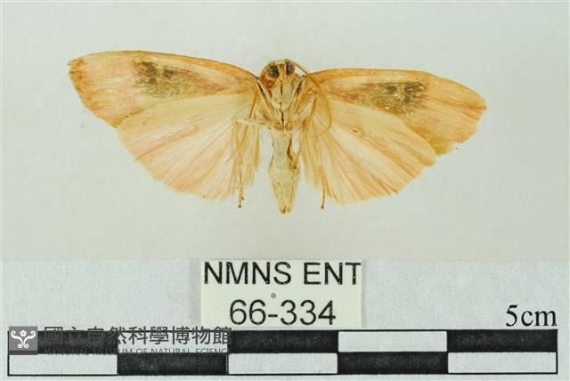 臺雪苔蛾藏品圖，第2張