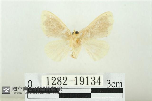 黑翅黃毒蛾藏品圖，第2張
