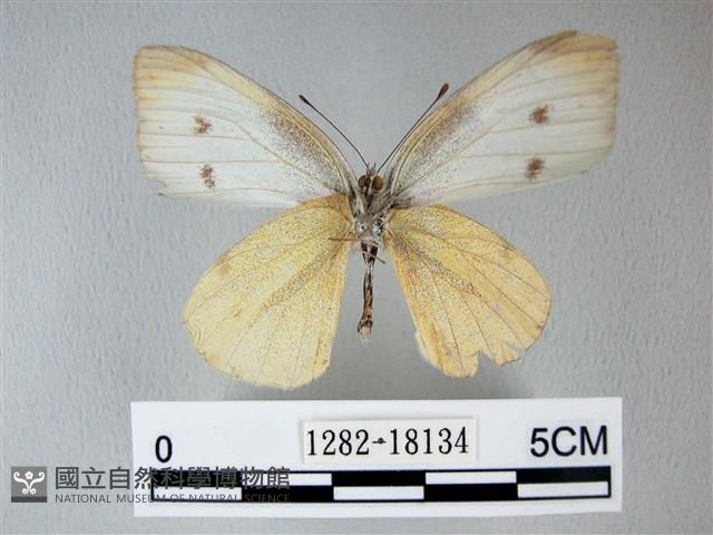 白粉蝶、紋白蝶藏品圖，第2張