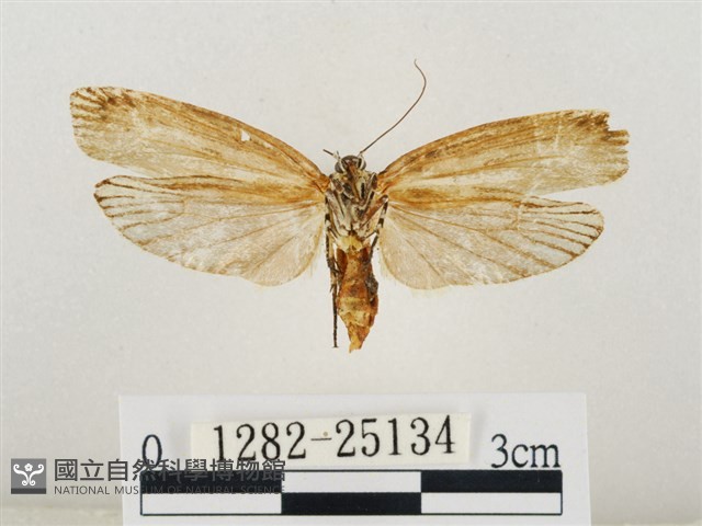 線紋篩蛾藏品圖，第2張