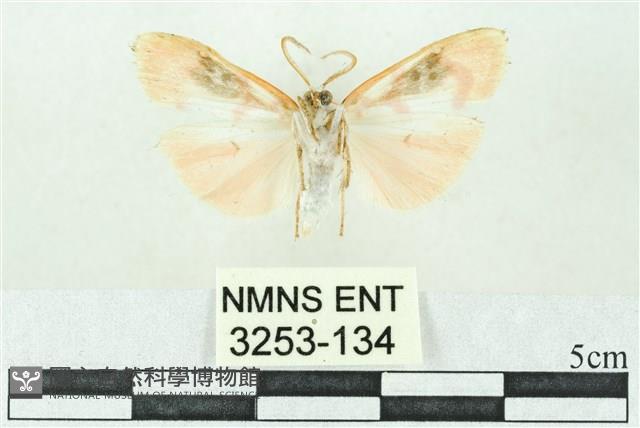 臺雪苔蛾藏品圖，第2張