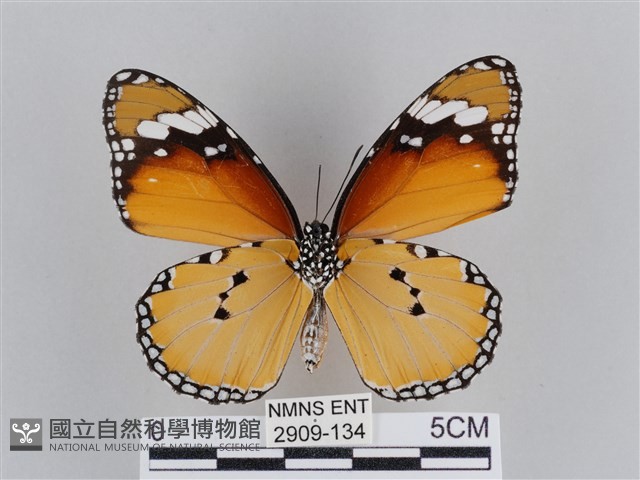 樺斑蝶藏品圖，第2張
