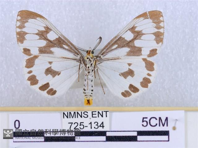 粉蝶燈蛾藏品圖，第2張
