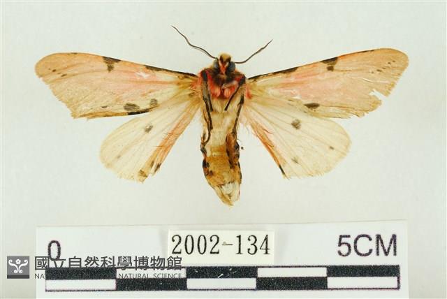 棍棒污燈蛾藏品圖，第2張