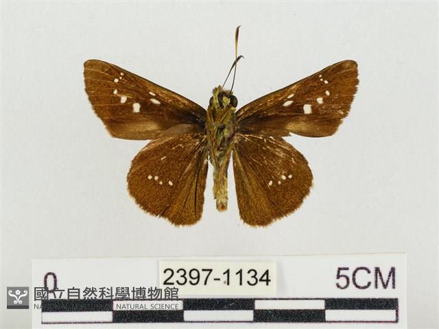 奇萊禪弄蝶藏品圖，第2張