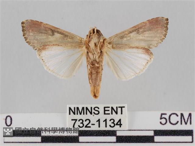 斜紋夜盜蛾藏品圖，第2張
