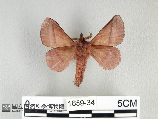 川邊氏枯葉蛾藏品圖，第2張