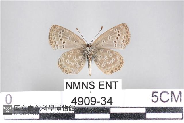 藍灰蝶沖繩亞種藏品圖，第2張