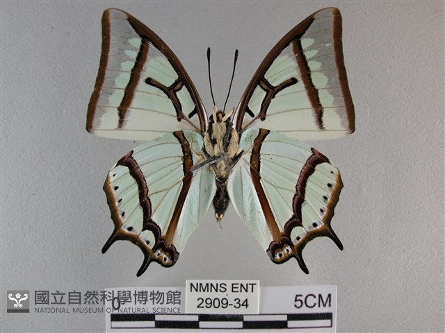 小雙尾蛺蝶藏品圖，第2張