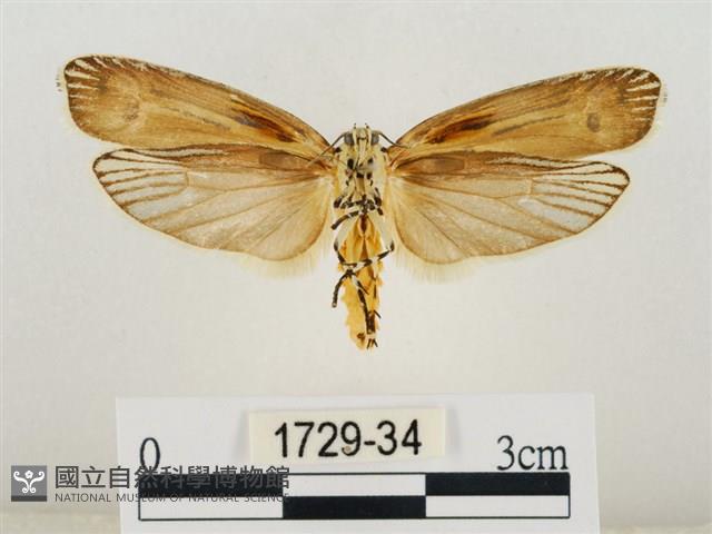 線紋篩蛾藏品圖，第2張