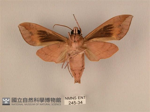 背中白天蛾藏品圖，第2張