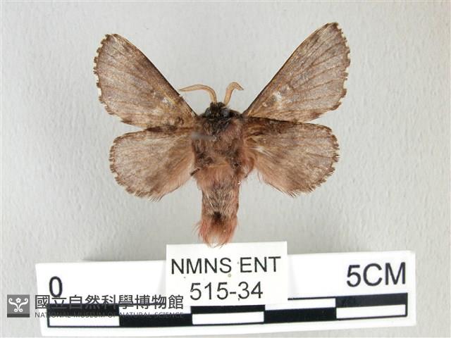銀肩枯葉蛾藏品圖，第2張