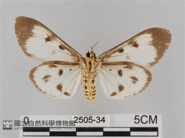 長斑擬燈蛾藏品圖，第2張