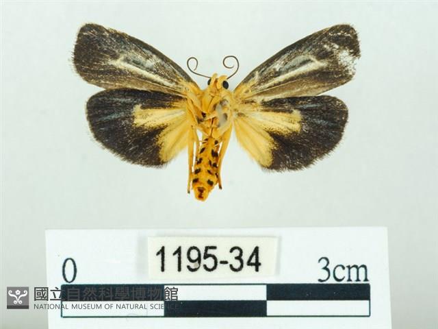 黃肩奇蛾藏品圖，第2張