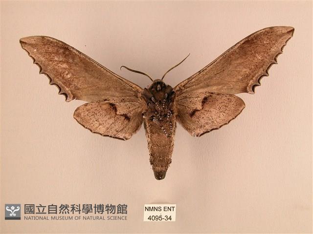 臺灣鋸翅天蛾藏品圖，第2張