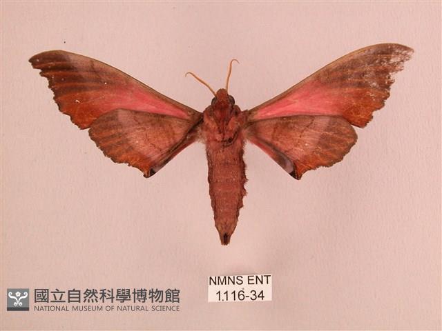 桃紅六點天蛾藏品圖，第2張