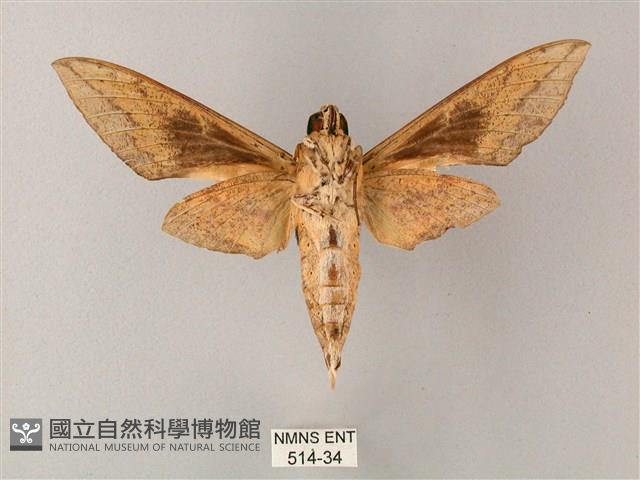 間斷斜紋天蛾藏品圖，第2張