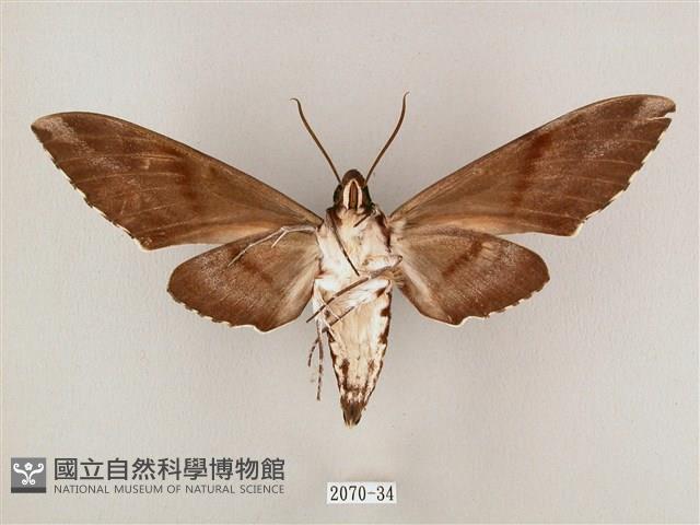 粗斜紋天蛾藏品圖，第2張