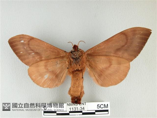 大褐斑枯葉蛾藏品圖，第2張