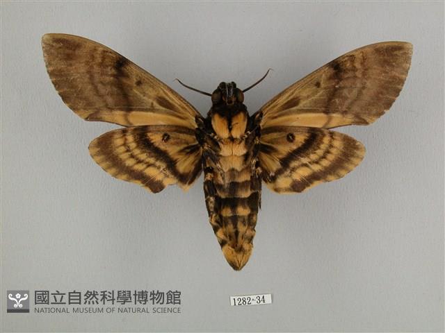 鬼臉天蛾藏品圖，第2張