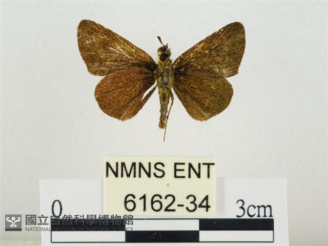 萬大弧弄蝶藏品圖，第2張