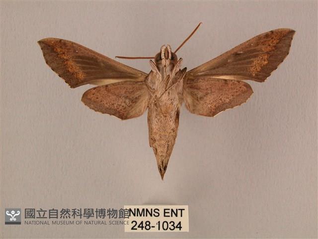 斜線天蛾藏品圖，第2張